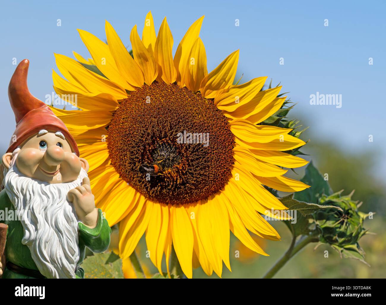 Sonnenblume, Helianthus annuus, in einer Nahaufnahme Foto Stock