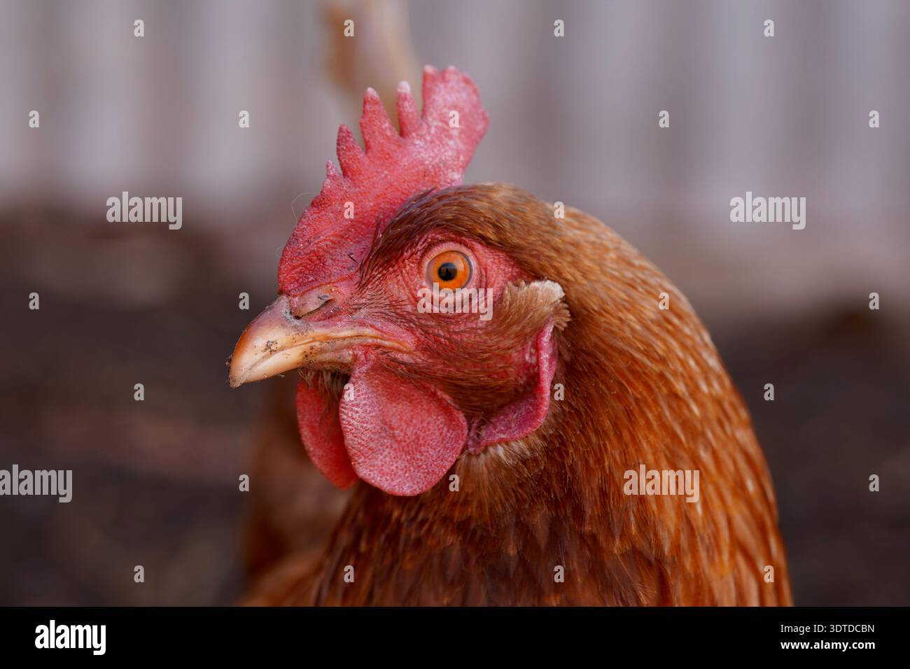 Un uovo di gallina che depone lo sguardo a sinistra mostrando i dettagli del becco, degli occhi e del viso Foto Stock