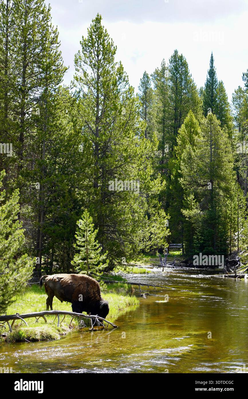 Un bisonte selvatico che beve da un fiume nella foresta verde del parco nazionale di Yellowstone Foto Stock