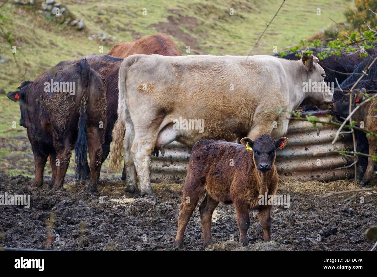 Un gruppo di mucche di brughiera nel Devon UK con il vitello in primo piano che guarda direttamente avanti. Foto Stock