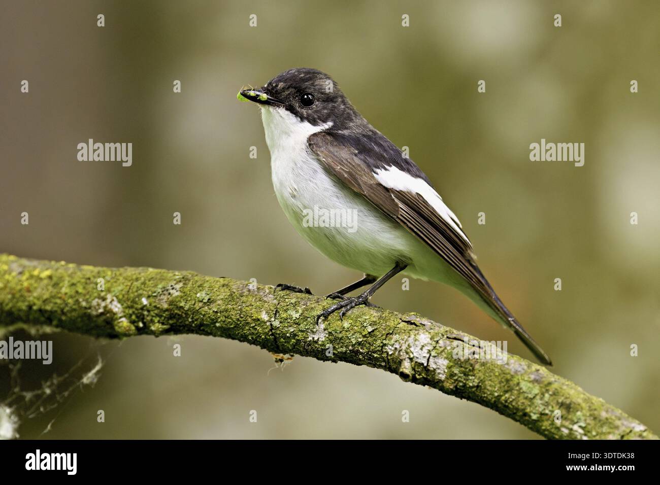 Pied Flycatcher (Ficedula hypoleuca), uomo seduto su un ramo con insetti nel becco, Canton Zug, Svizzera Foto Stock