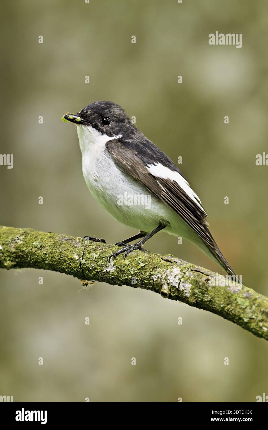 Pied Flycatcher (Ficedula hypoleuca), uomo seduto su un ramo con insetti nel becco, Canton Zug, Svizzera Foto Stock
