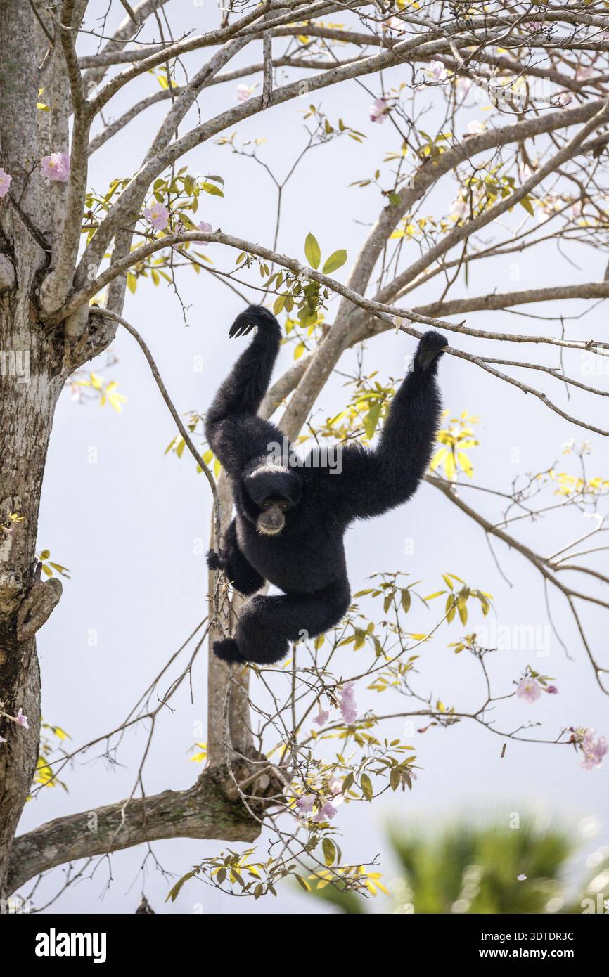 Siamang gibbon Symphalangus syndactylus oscilla da un albero e usa la sua voce forte Foto Stock