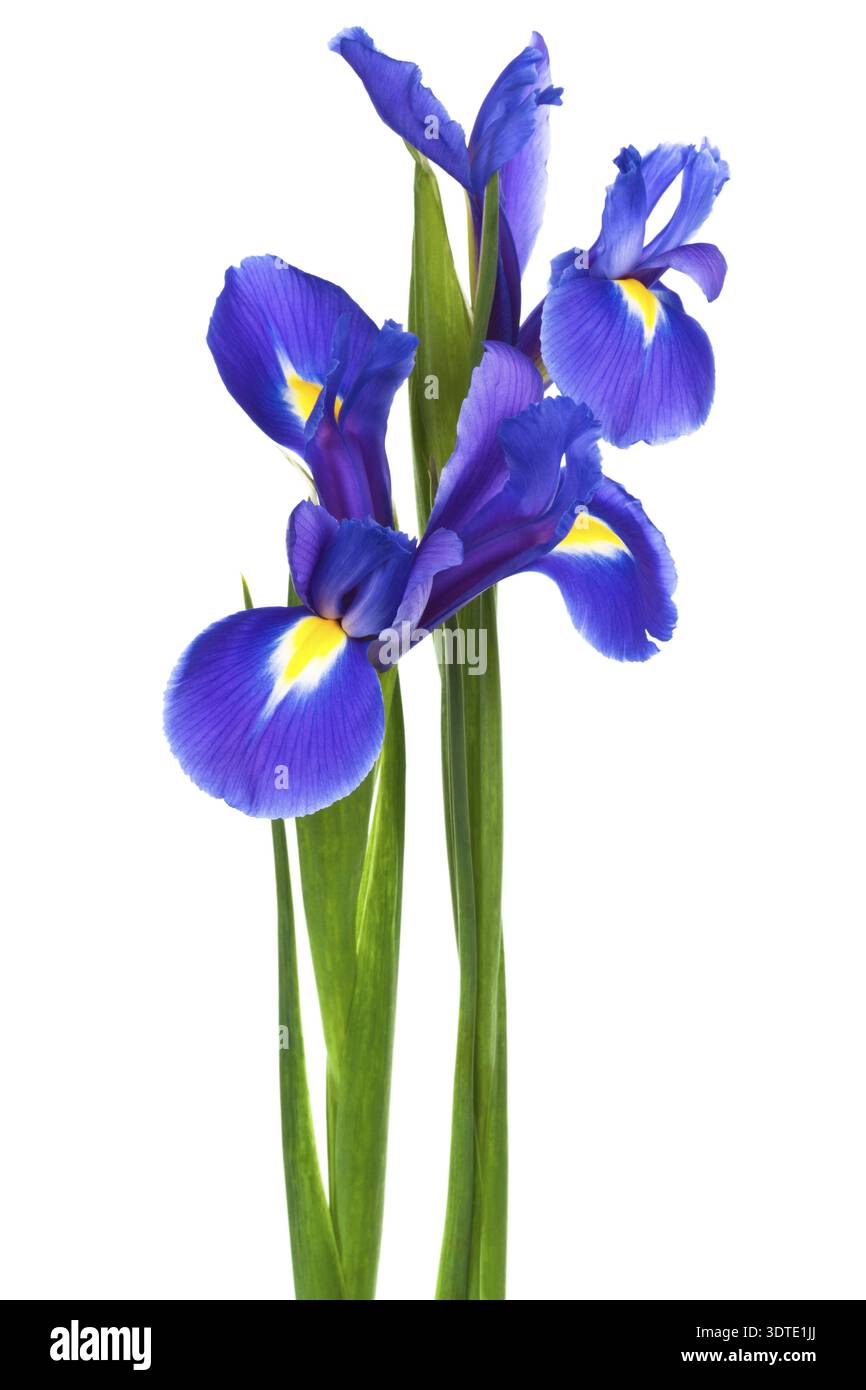 Due Iris viola su sfondo bianco Foto Stock