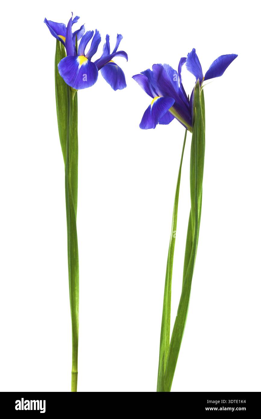 Due Iris blu su sfondo bianco Foto Stock