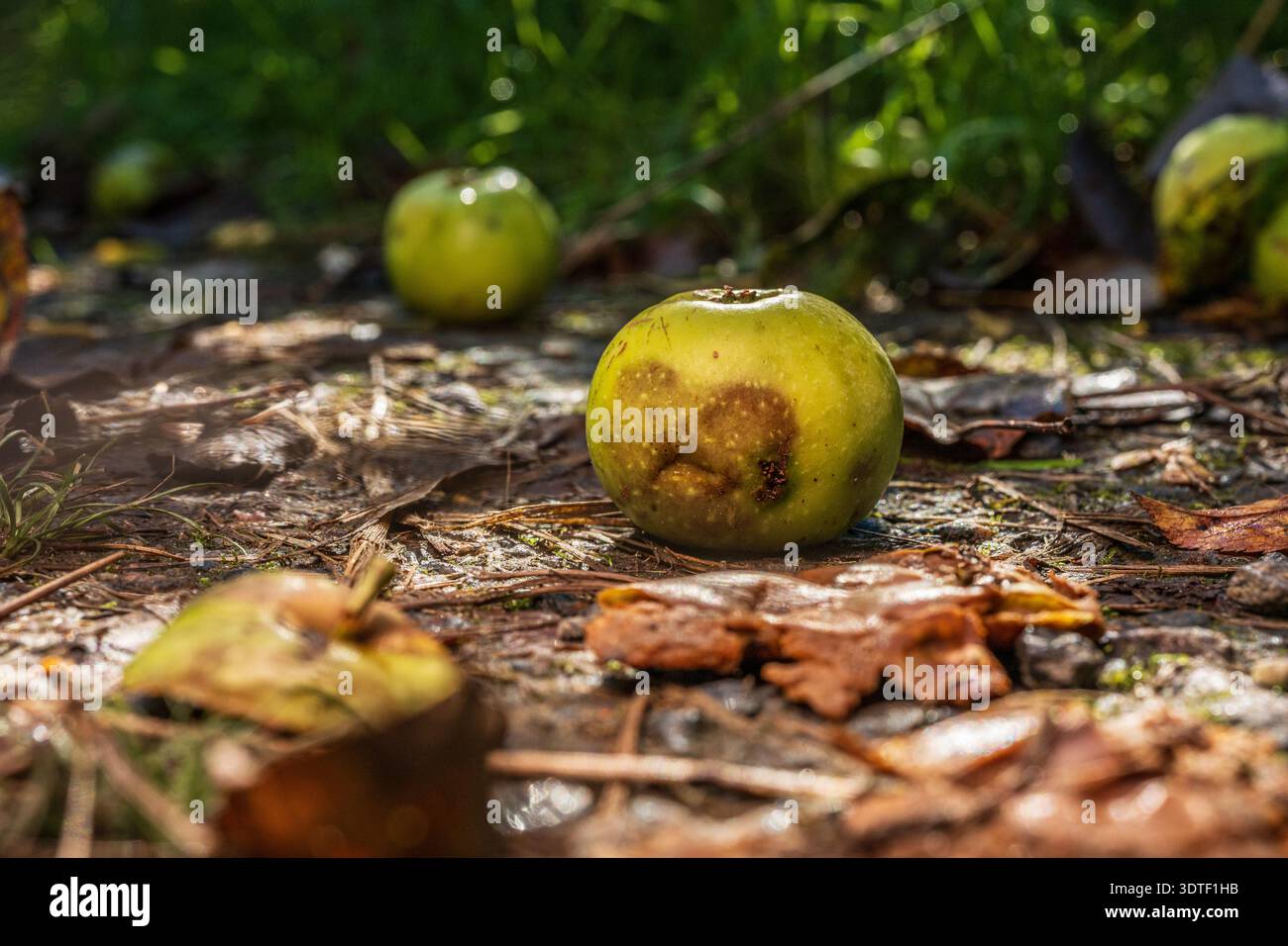 Le mele marcire cadute sul terreno boschivo alla luce dell'autunno Foto Stock