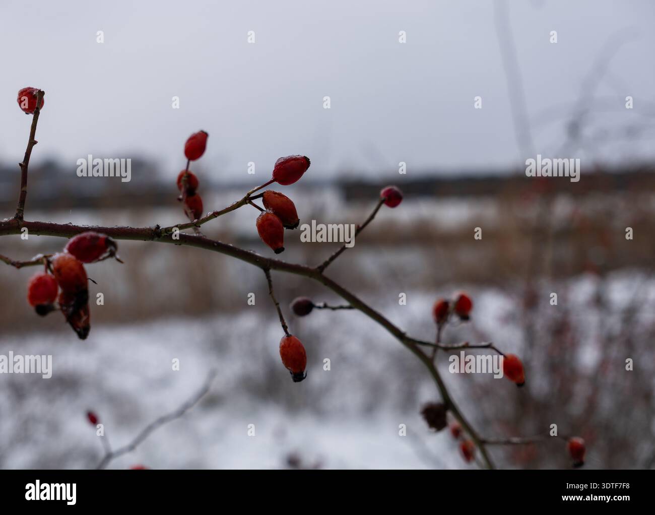 Fianchi di rosa smerigliati (Rosa canina) su Branch in Winter Landscape con sfondo innevato Foto Stock