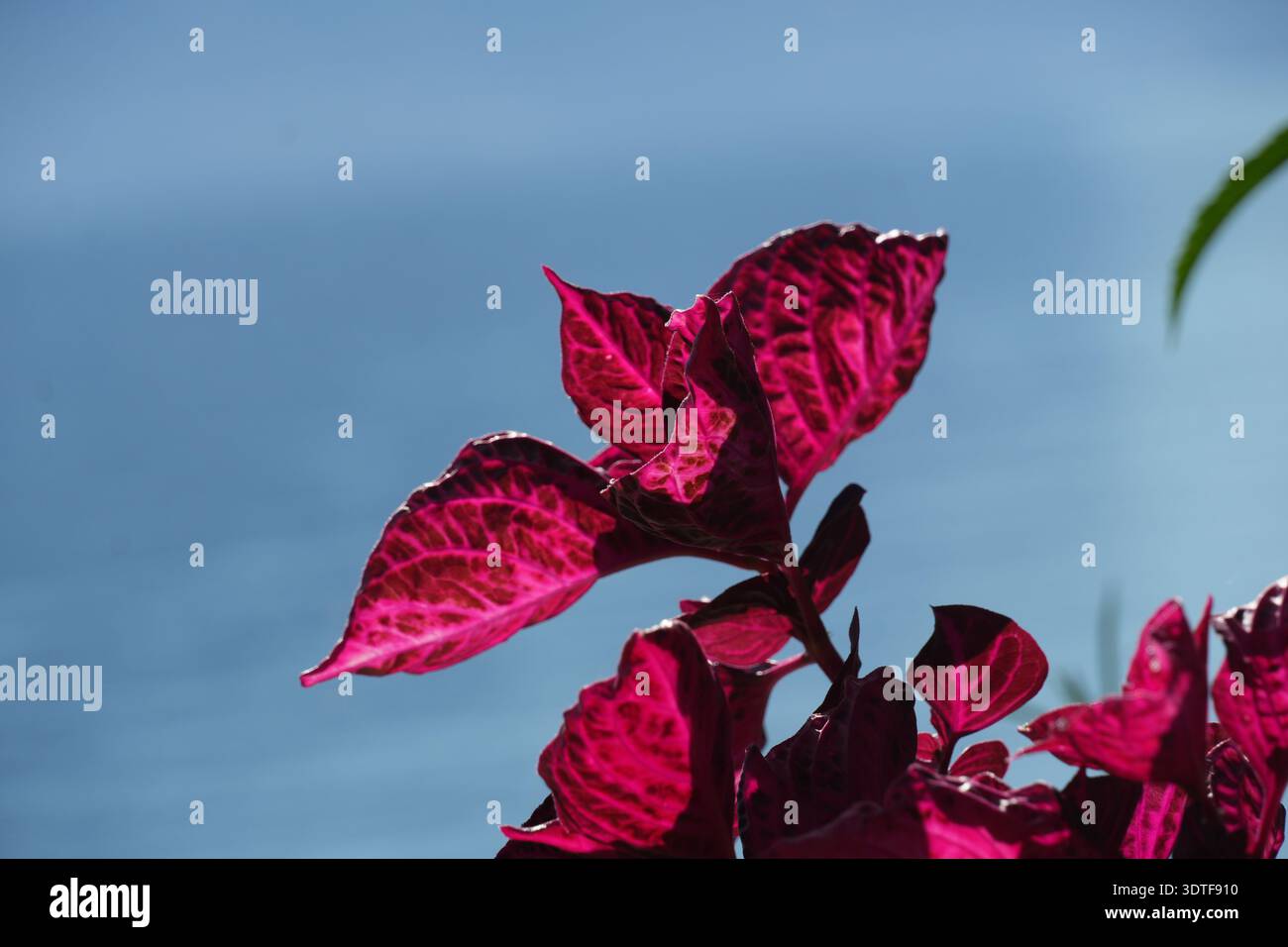 Foglie tropicali rosse vibranti alla luce del sole naturale con sfondo blu morbido Foto Stock