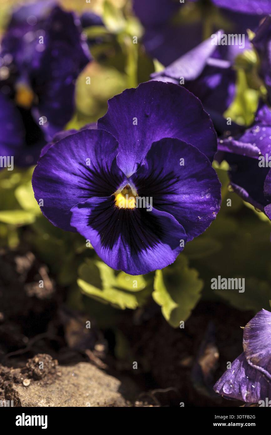 Colorato pansy flower noto come Viola tricolore var. hortensis fiorisce in un giardino botanico su uno sfondo verde Foto Stock