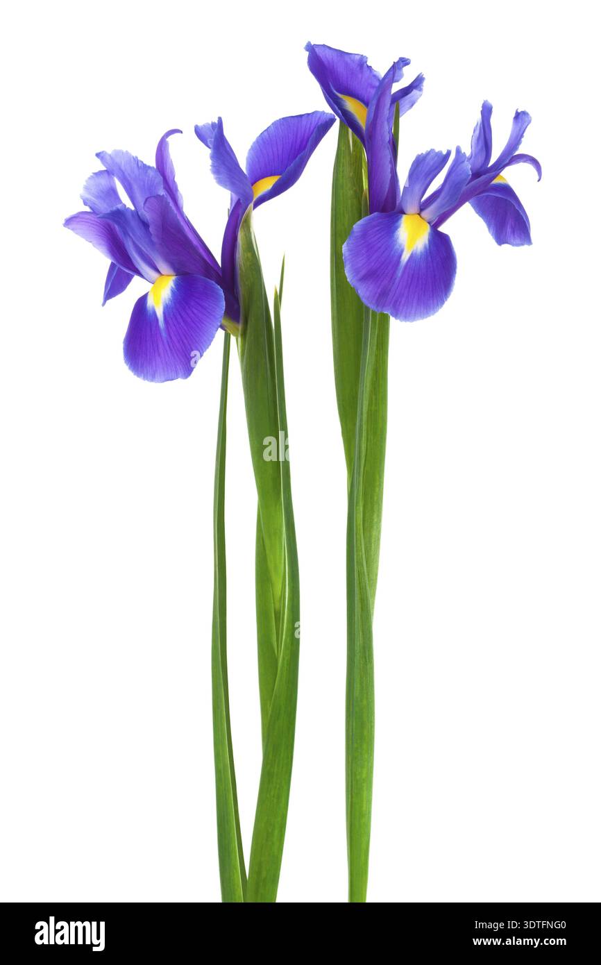 Due Iris viola su sfondo bianco Foto Stock