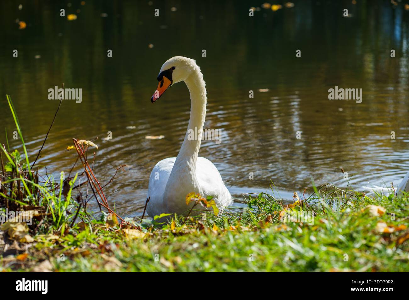 Grazioso cigno bianco che scivola lungo il tranquillo lago con riflessi verdi. Tranquilla scena naturalistica in una calda luce naturale. Foto Stock