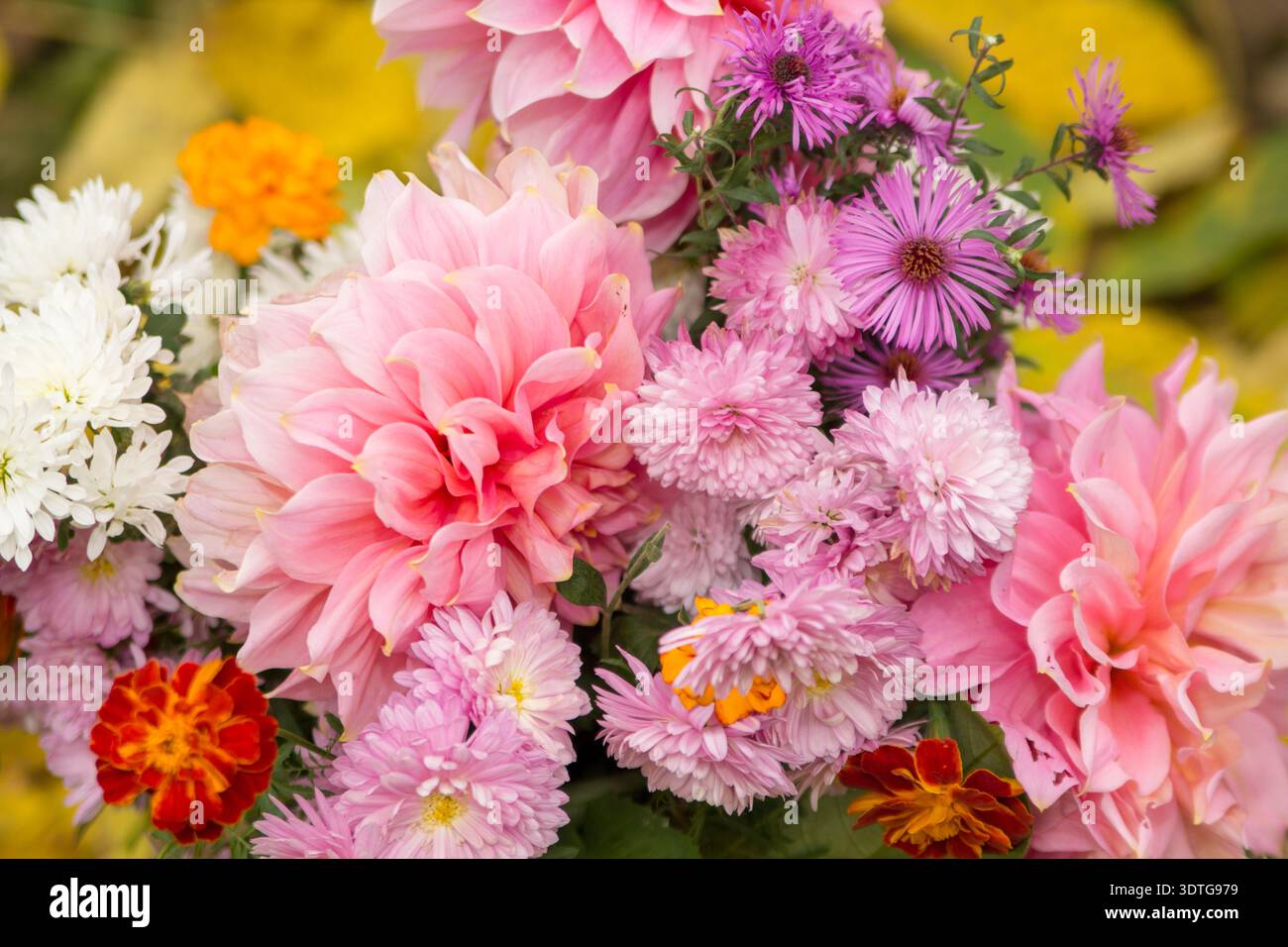 splendidi fiori cadono su sfondo giallo Foto Stock