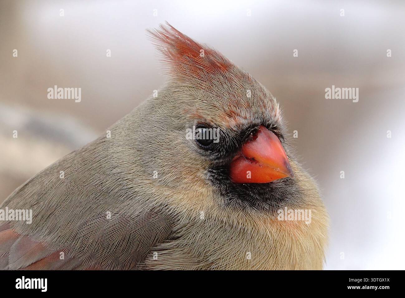 Una cardinale del nord in un primo piano Foto Stock