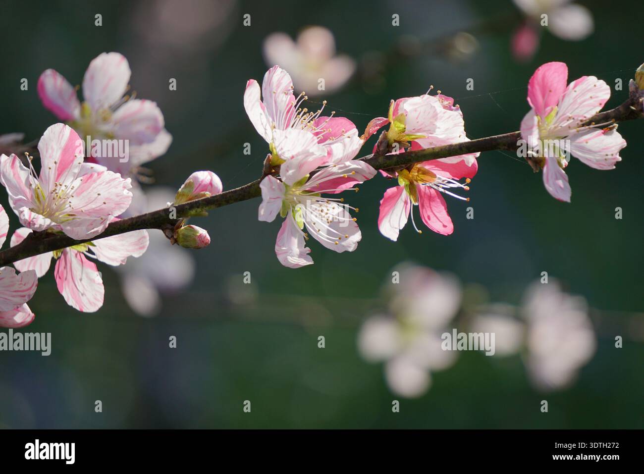Sakura - abbracciando la fugace bellezza dei fiori di ciliegio, un promemoria che la vita è un viaggio bellissimo, anche se di breve durata. Foto Stock