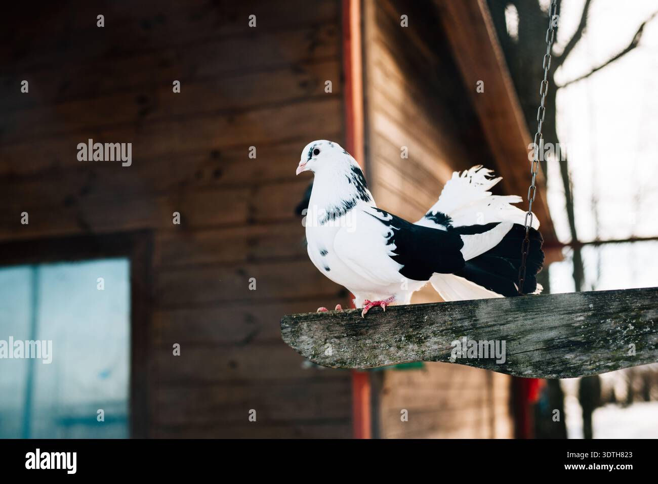 Piccione bianco e nero di razza pura Foto Stock