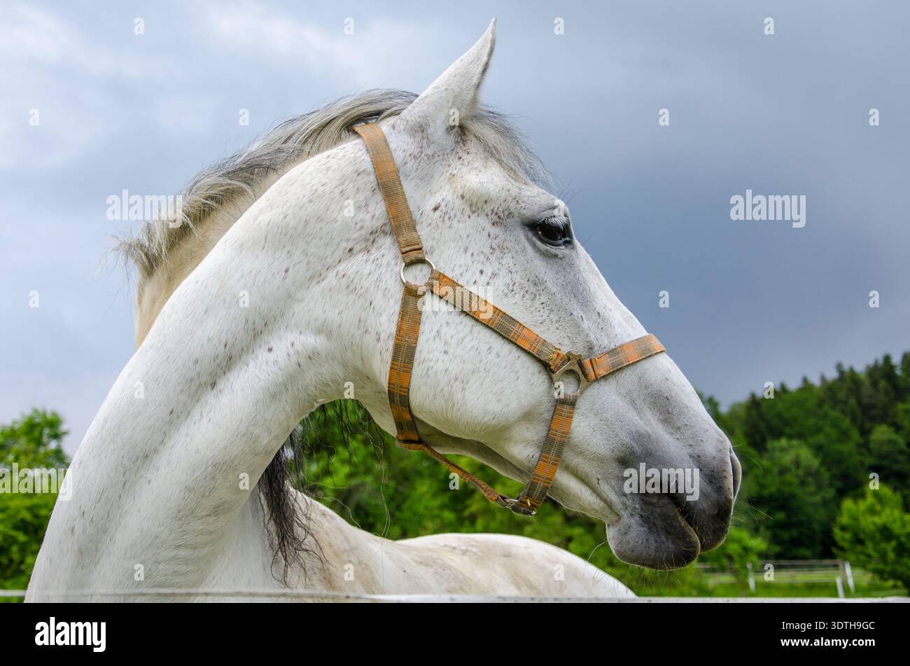 Profilo laterale ravvicinato di un cavallo bianco che indossa un mezzo all'aperto, con alberi verdi e un suggestivo cielo nuvoloso sullo sfondo. Foto Stock