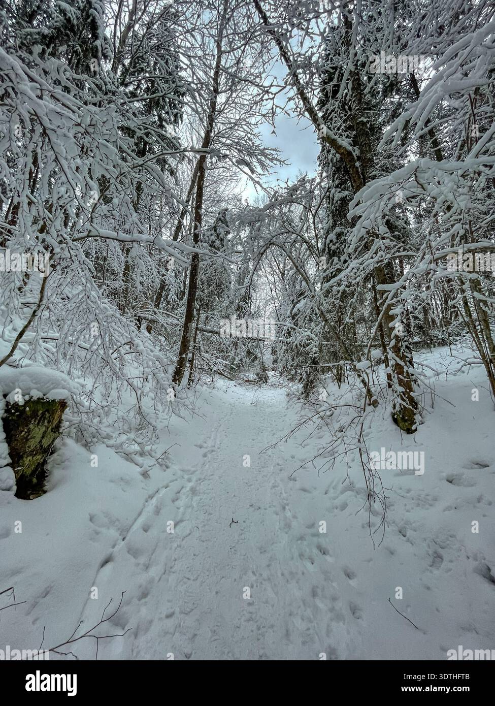Uno stretto sentiero si snoda attraverso una foresta innevata, rami ad arco sopra la testa, braciole ramoscelli, impronte fresche segnano gli escursionisti, colata di luce del giorno Foto Stock