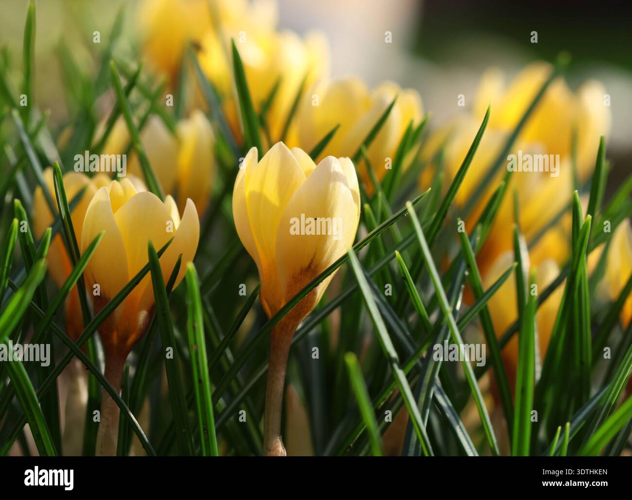 Un primo piano del bellissimo Crocus giallo 'Romance'. Foto Stock