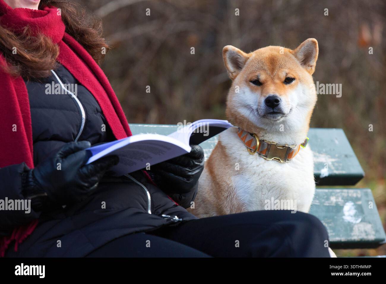 Shiba Inu seduto su una panchina del parco accanto a una persona che legge un libro all'aperto. Foto Stock
