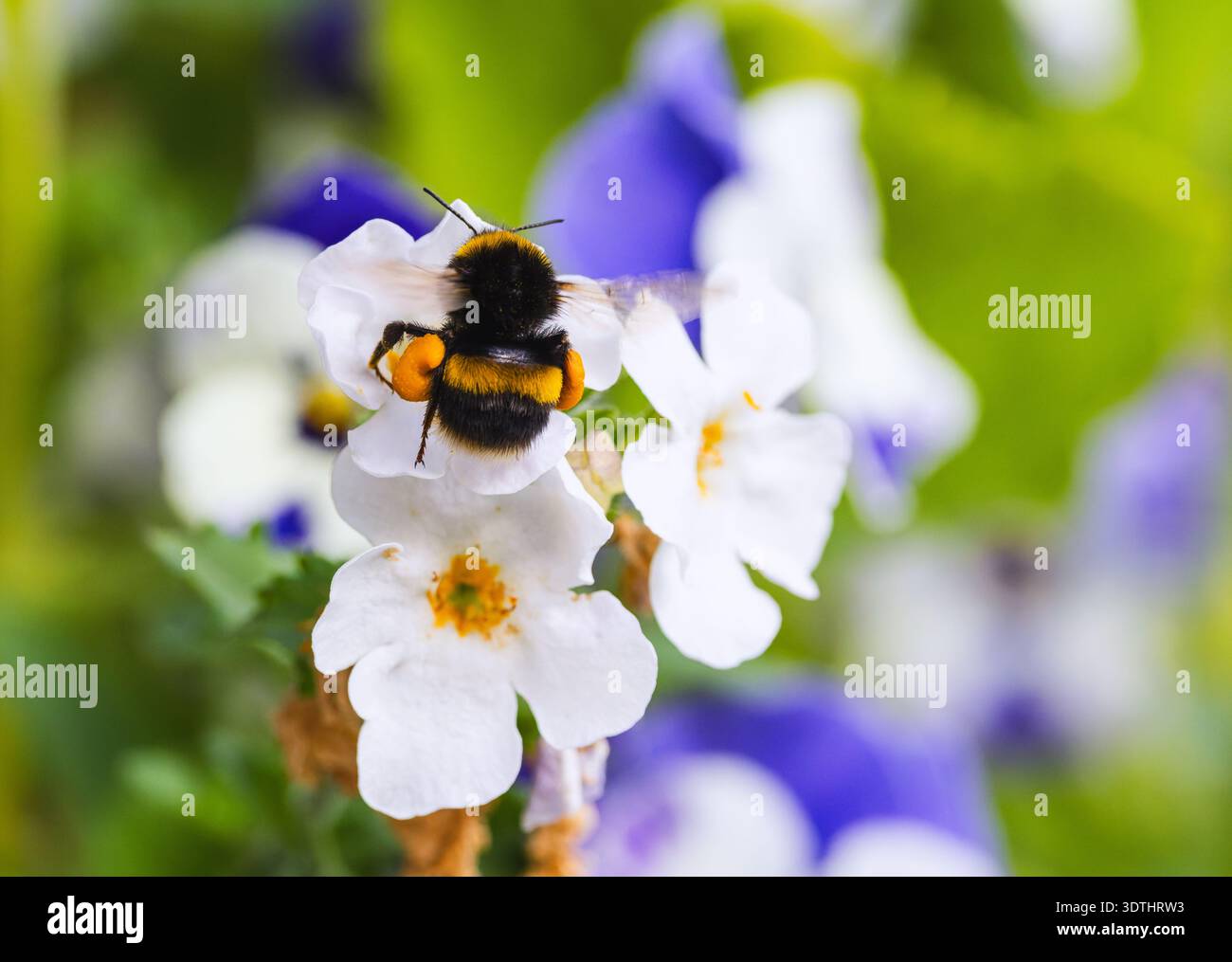Le api si nutrono di fiori bianchi "Bacopa" nel giardino estivo. Insetto impollinatore con cesti di polline gialli sulle zampe posteriori che raccolgono nettare. Dublino, Irlanda Foto Stock