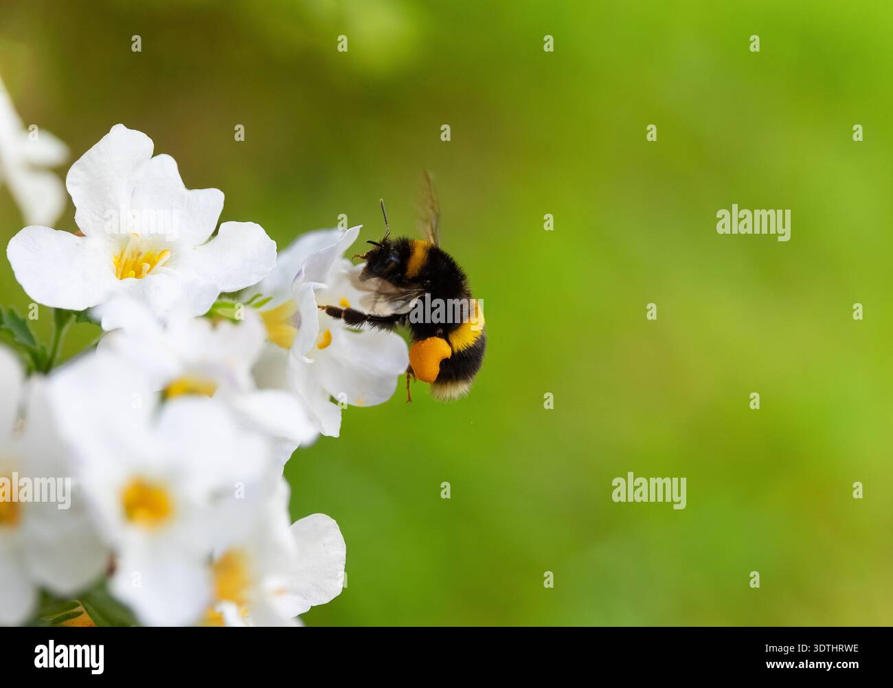 Le api si nutrono di fiori bianchi "Bacopa" nel giardino estivo. Insetto impollinatore con cesti di polline gialli sulle zampe posteriori che raccolgono nettare. Dublino, Irlanda Foto Stock