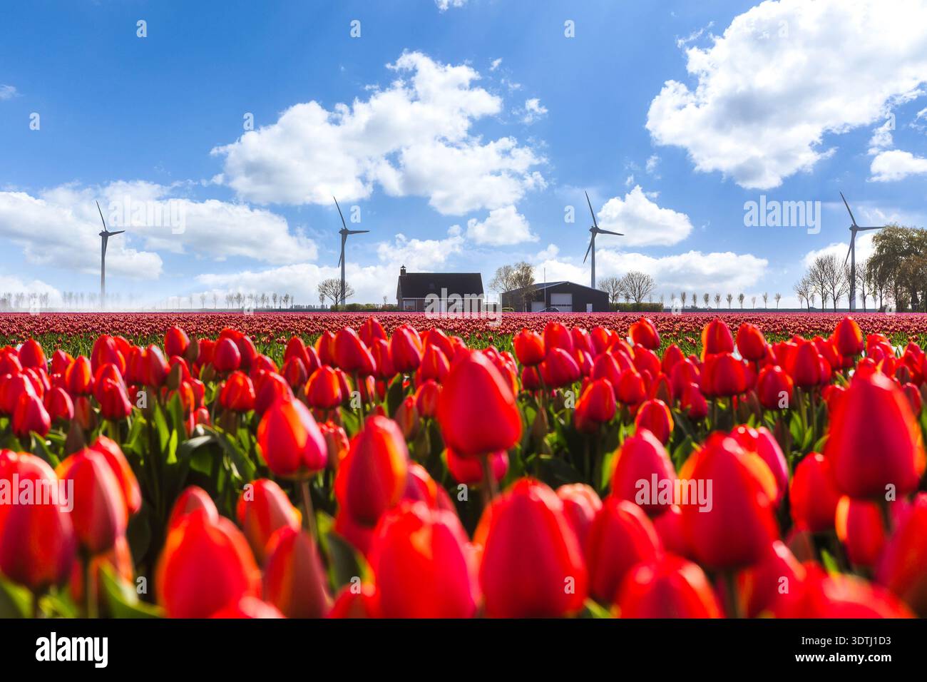 Campo di tulipani rossi con fattoria e turbine eoliche nei Paesi Bassi sotto il cielo blu Foto Stock