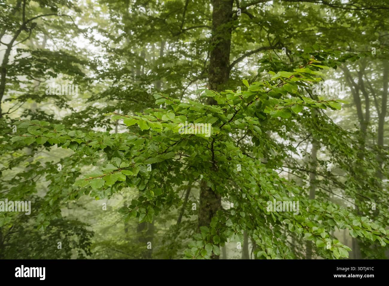 Primo piano di foglie verdi di faggio in una foresta di montagna nebbiosa Foto Stock