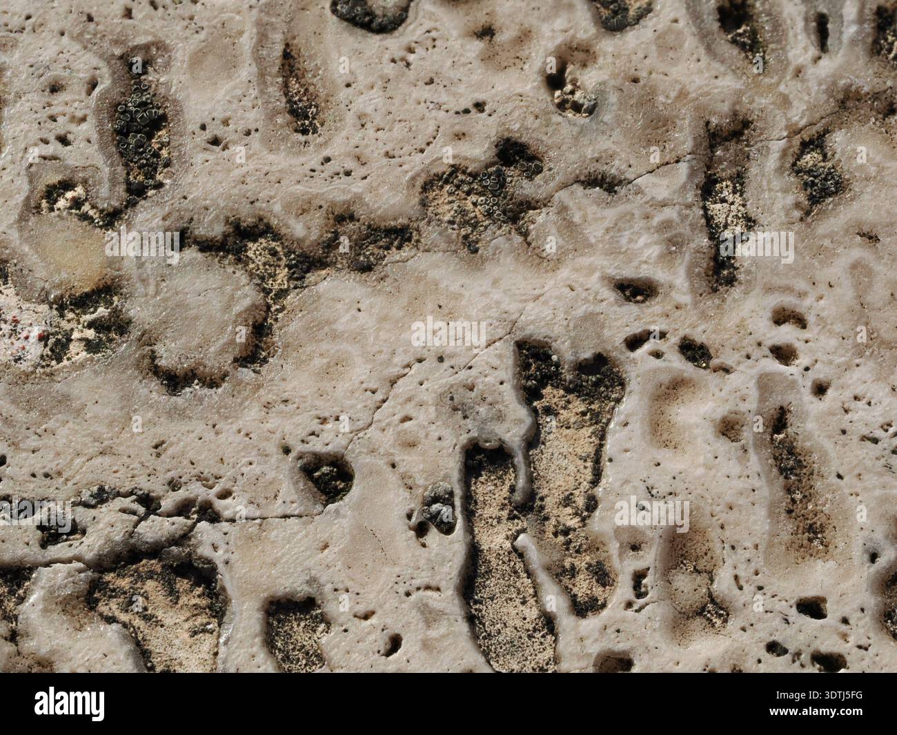 Texture naturale di un blocco di travertino beige poroso Foto Stock