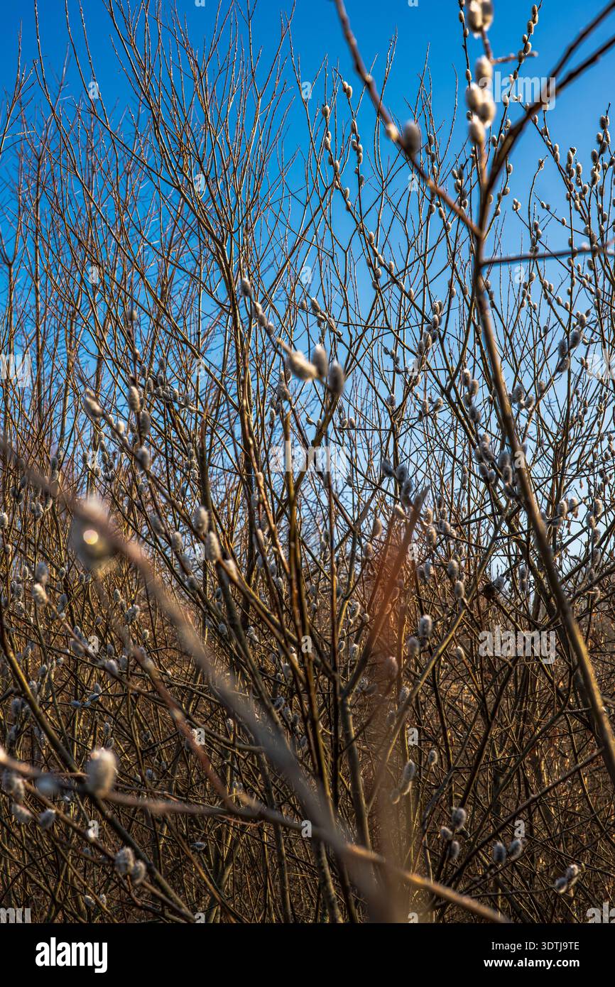 Vista a terra dei rami di salice con gattini grigi morbidi sotto il cielo limpido. Il sole caldo e basso mette in risalto la corteccia marrone dorata e un leggero bagliore delle lenti a ce Foto Stock