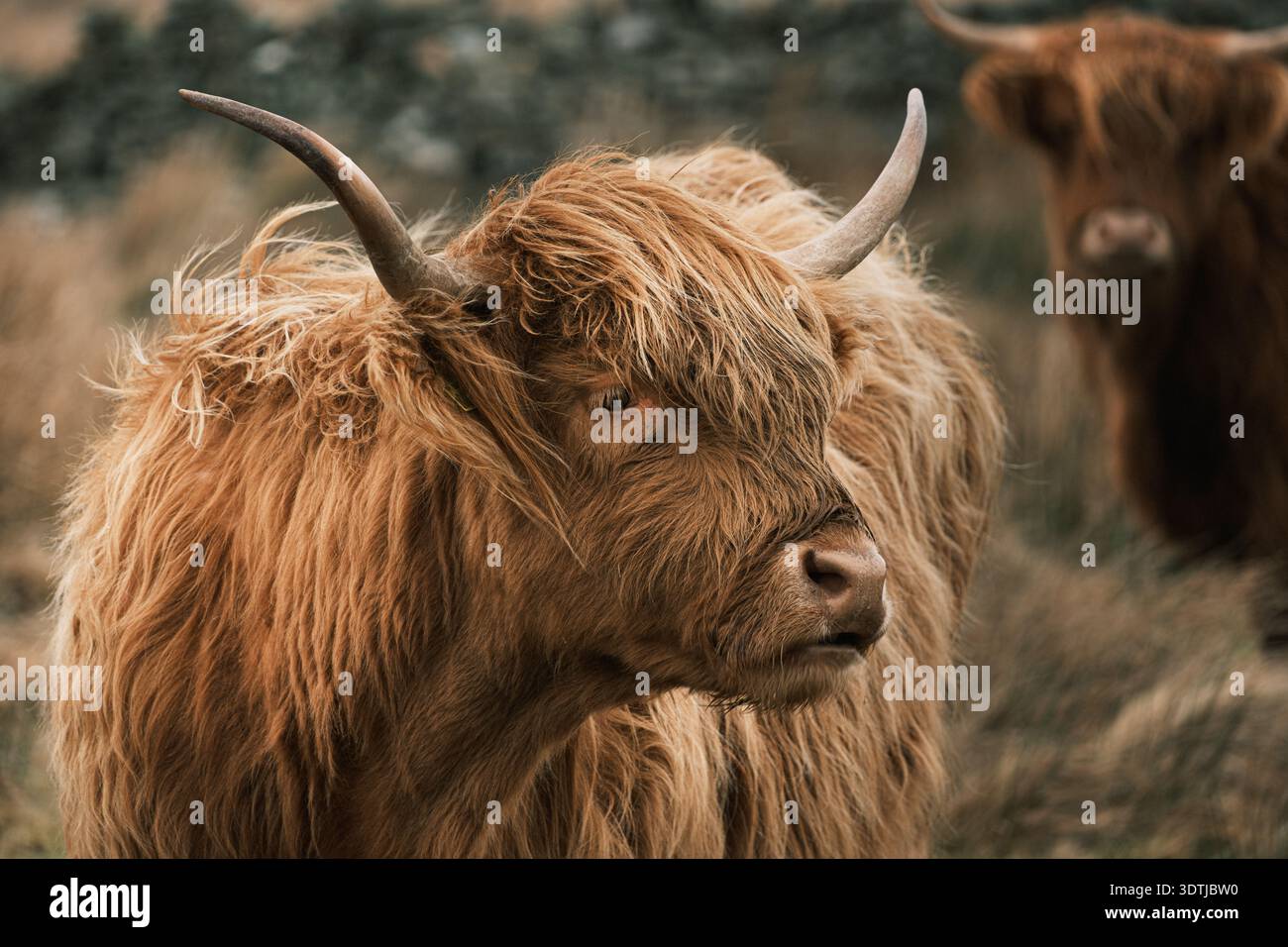 Primo piano Ritratto di una mucca scozzese delle Highland Shaggy Ginger con corna lunghe in un Rugged Field Foto Stock