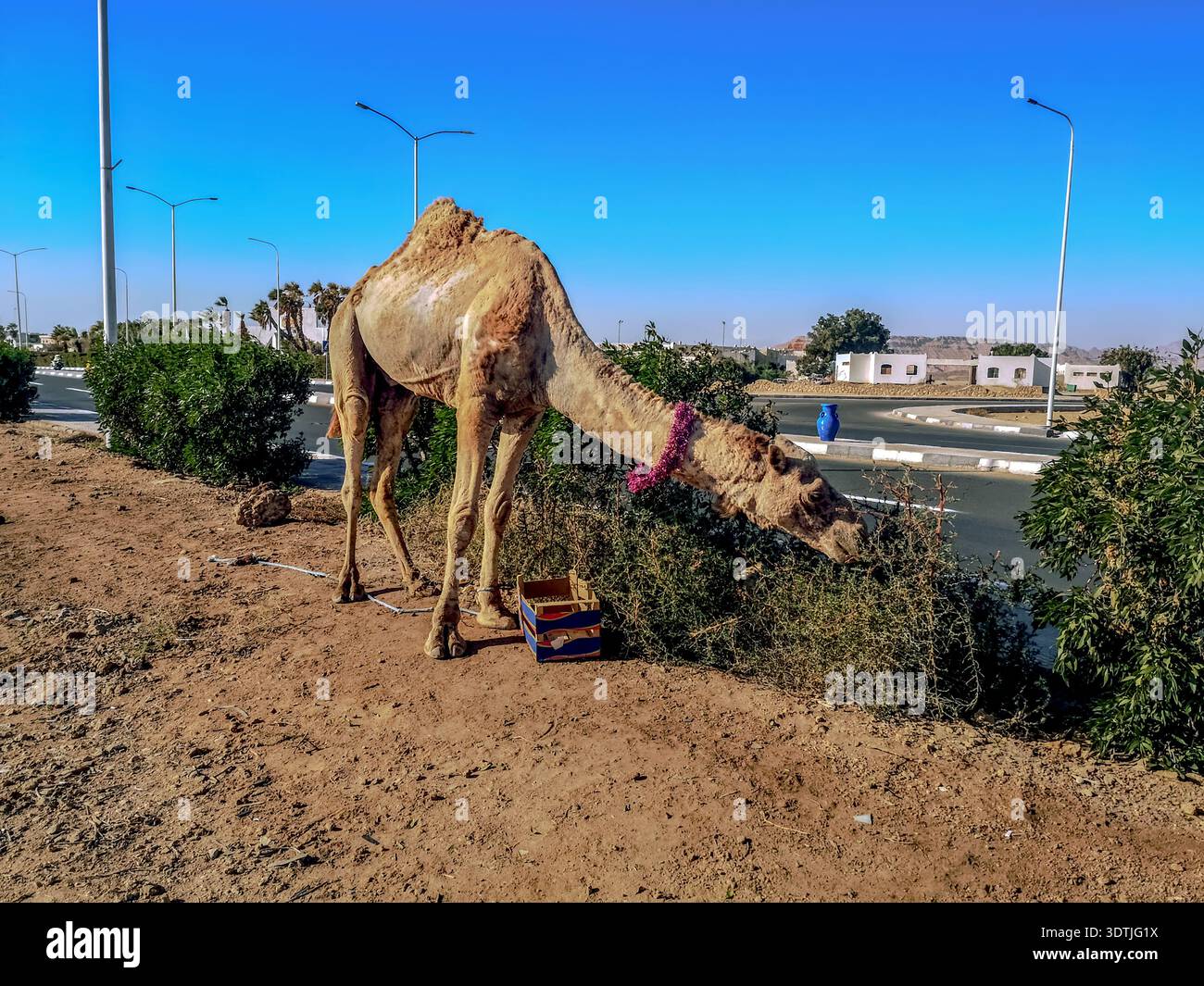 Il dromedario mangia erbacce sul lato di una strada asfaltata sullo sfondo di edifici a Sharm El Sheikh (Egitto). Cammello con una sola gola con una corda Foto Stock