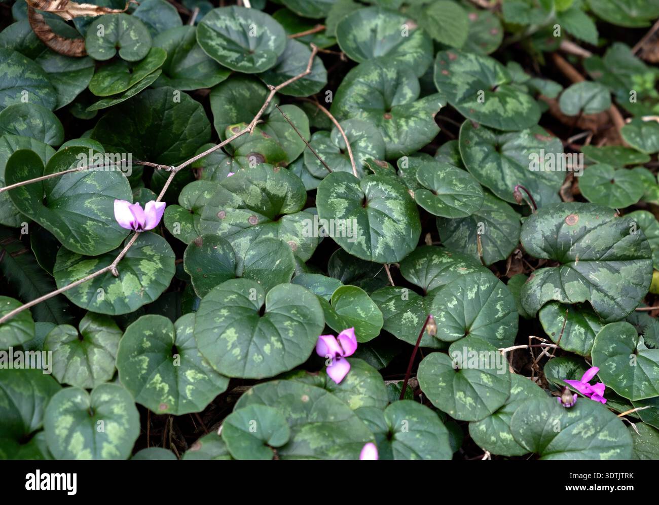 Fiori di ciclamino rosa con foglie verdi variegate in giardino Foto Stock