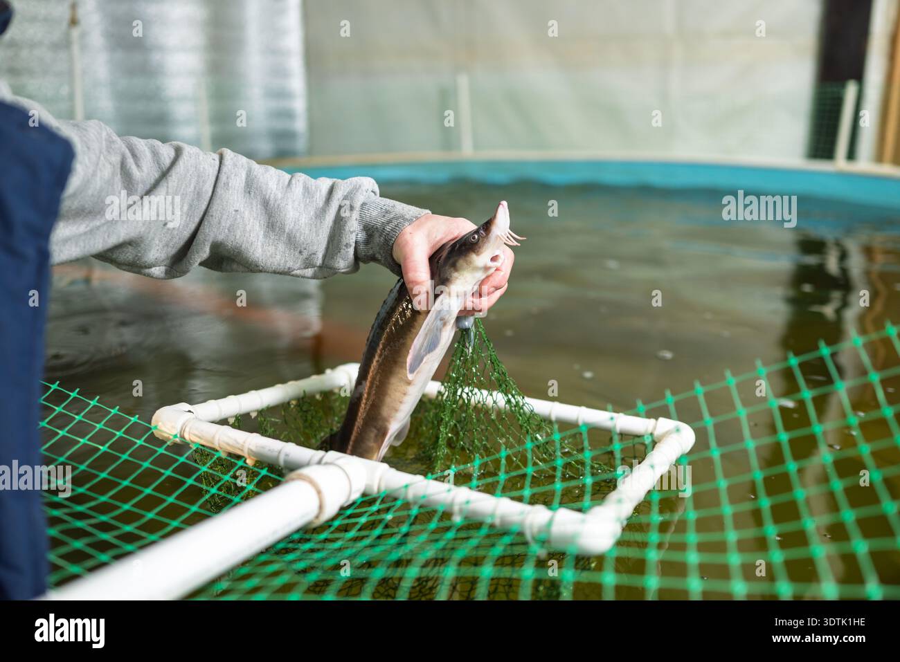Una persona tende a un sterletto in un allevamento ittico al chiuso, mettendo in evidenza pratiche di acquacoltura sostenibili e pratiche di alimentazione efficaci per una crescita ottimale A. Foto Stock