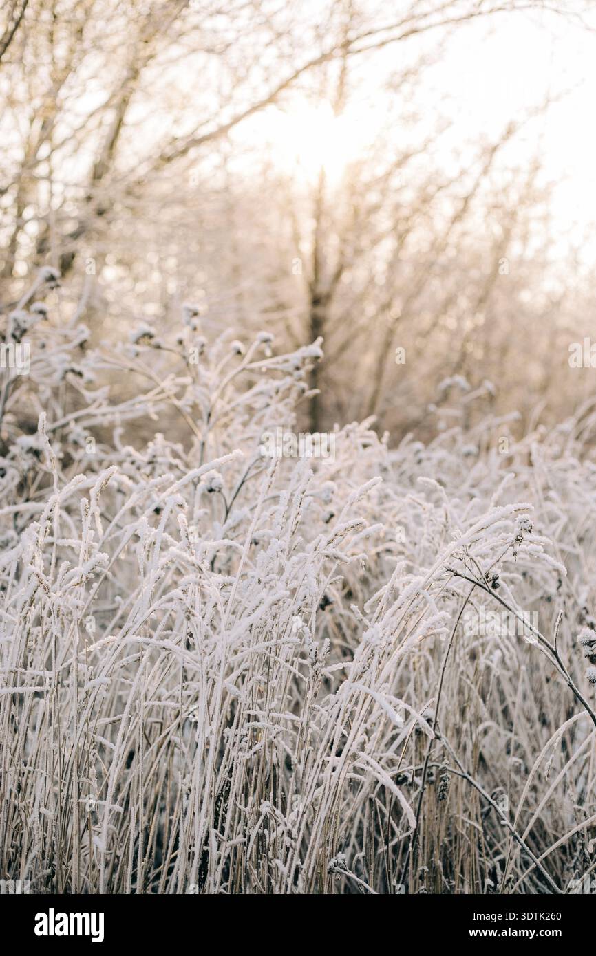 Un ambiente invernale sereno cattura la bellezza di un prato ghiacciato con erbe ricoperte di gelo. L'aria fresca e l'atmosfera tranquilla esaltano la stagione della natura Foto Stock