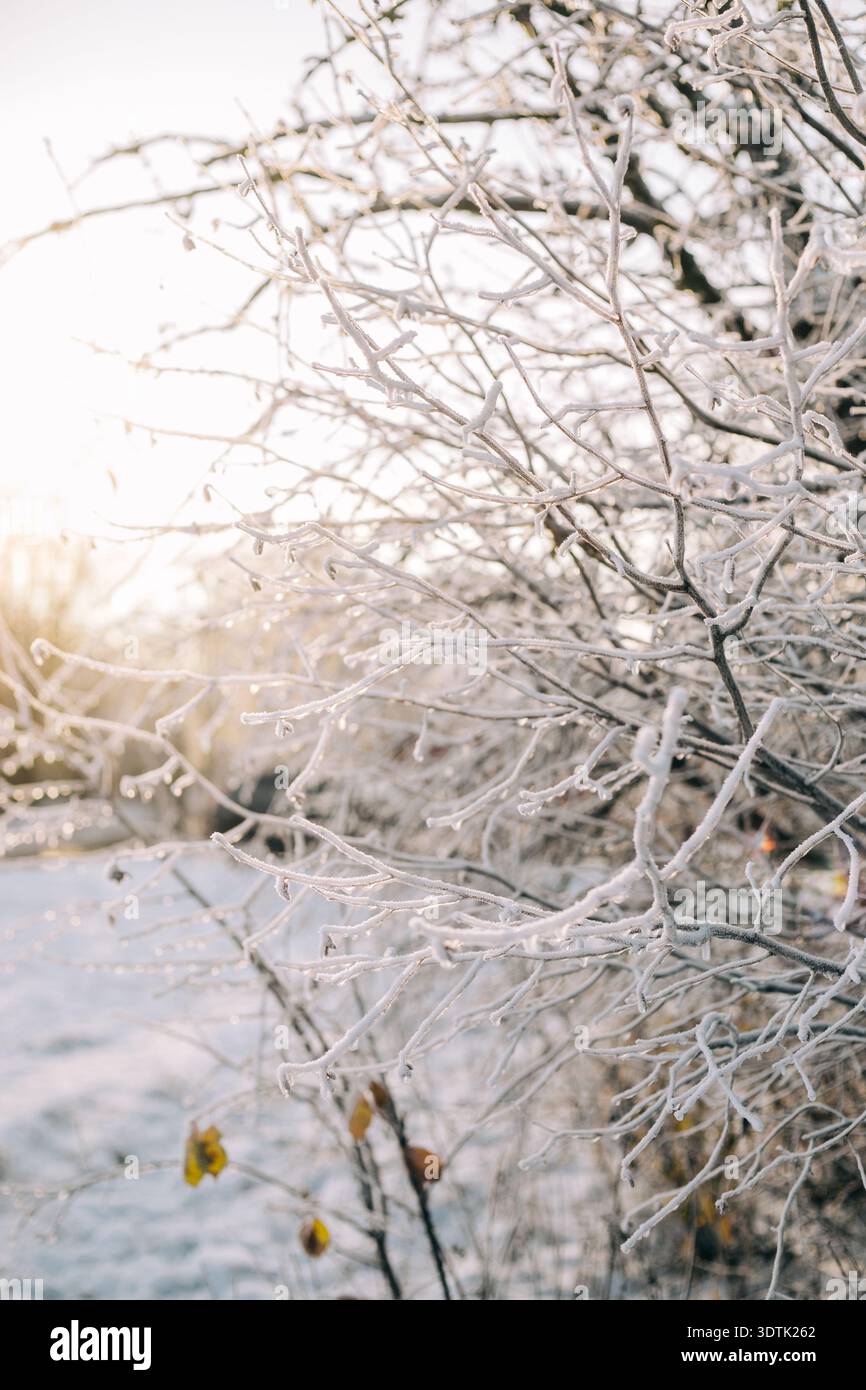 I delicati rami di alberi avvolti dal gelo ghiacciato brillano nella luce soffusa del sole mattutino, catturando l'essenza di una fresca giornata invernale. La scena trasmette una S. Foto Stock