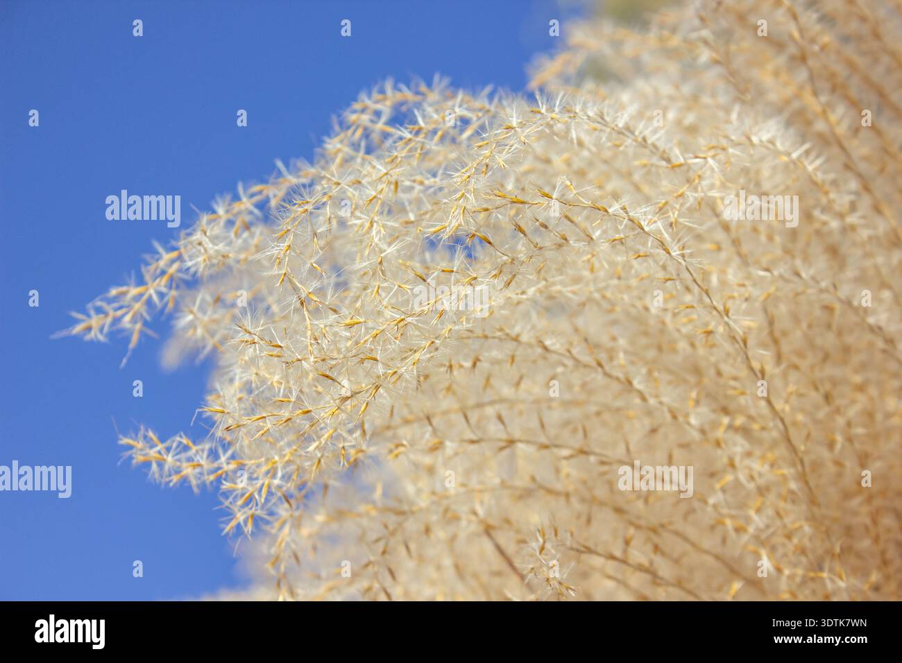 Primo piano di splendidi fiori ornamentali secchi di Miscanthus sinensis gracillimus, eulalia o erba d'argento cinese, su sfondo blu del cielo, con Foto Stock