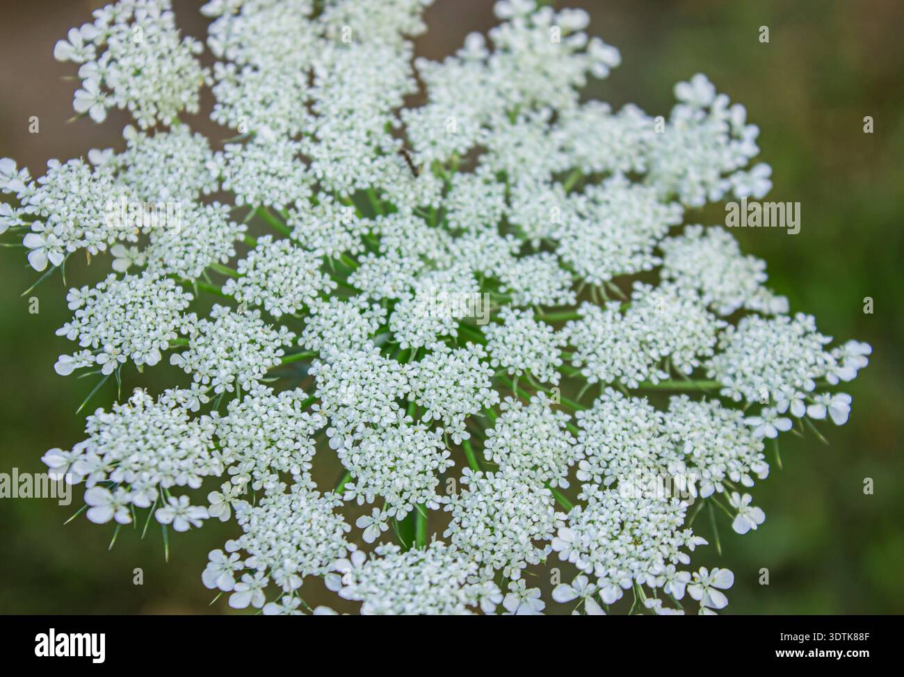 Fioritura completa della carota di Daucus - nomi comuni sono carote selvatiche, carote selvatiche europee, nido di uccelli, pizzo vescovile, pianta di stuzzicadenti e pizzo della regina Anna. N Foto Stock