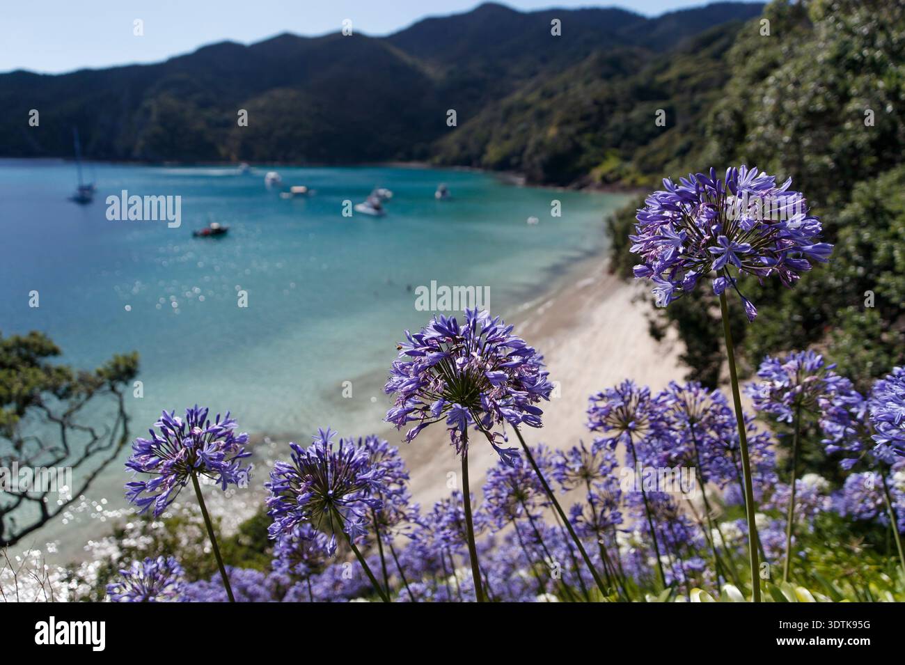 La città di Russell nella Baia delle Isole, Penisola di Coromandel, nuova Zelanda. Foto Stock