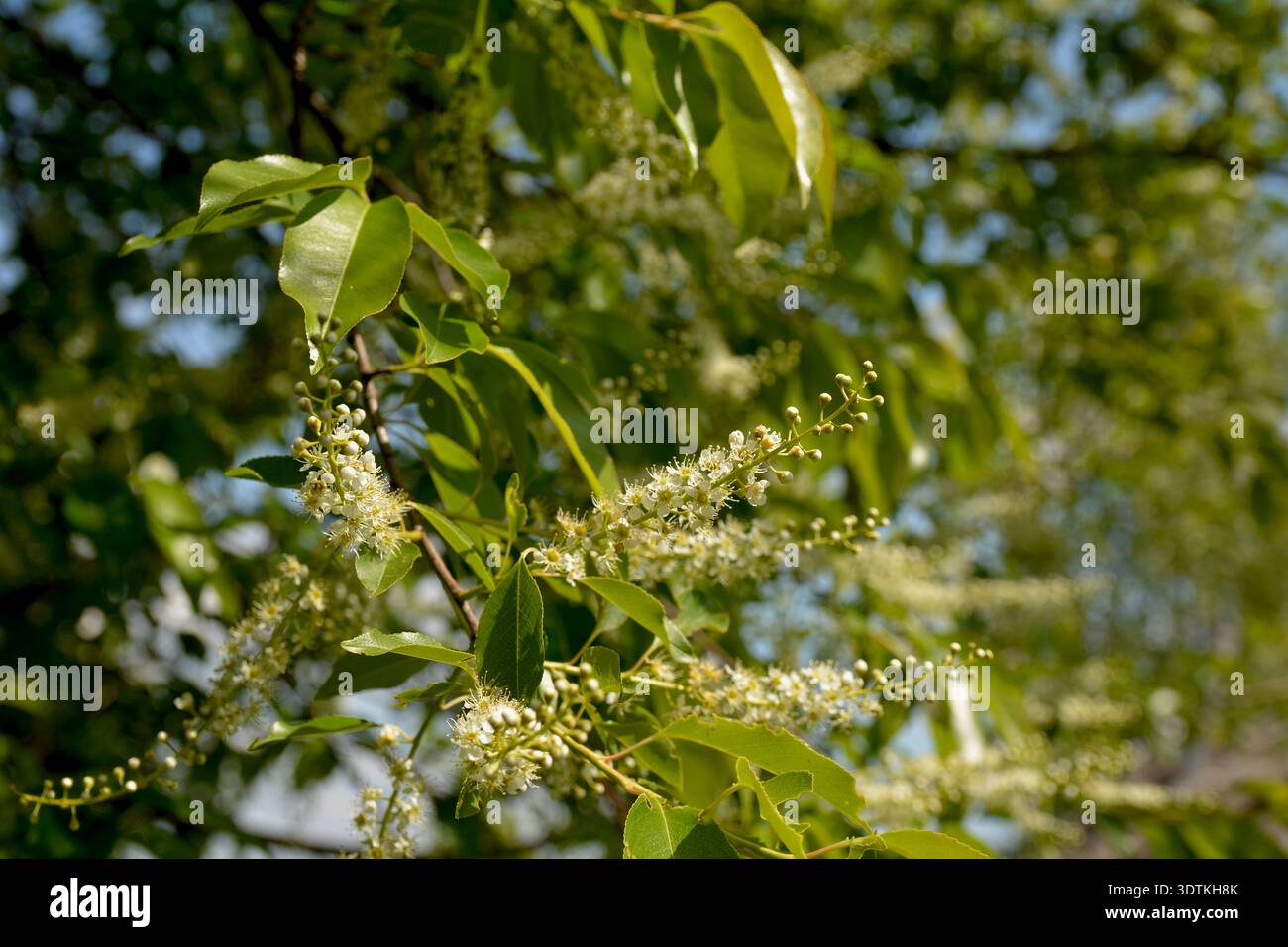 Rami d'albero con foglie verdi e fiori di Prunus serotina, comunemente chiamato ciliegio nero. Foto Stock
