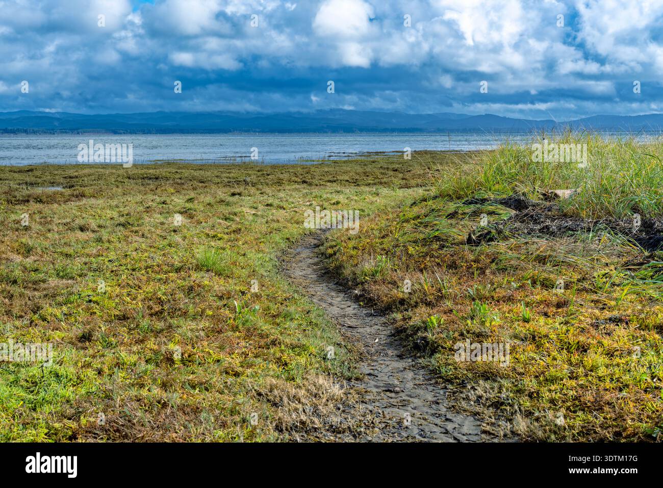 Una parte del Bay Loop Trail che porta a Willapa Bay al Leadbetter Point State Park di Washington, USA Foto Stock