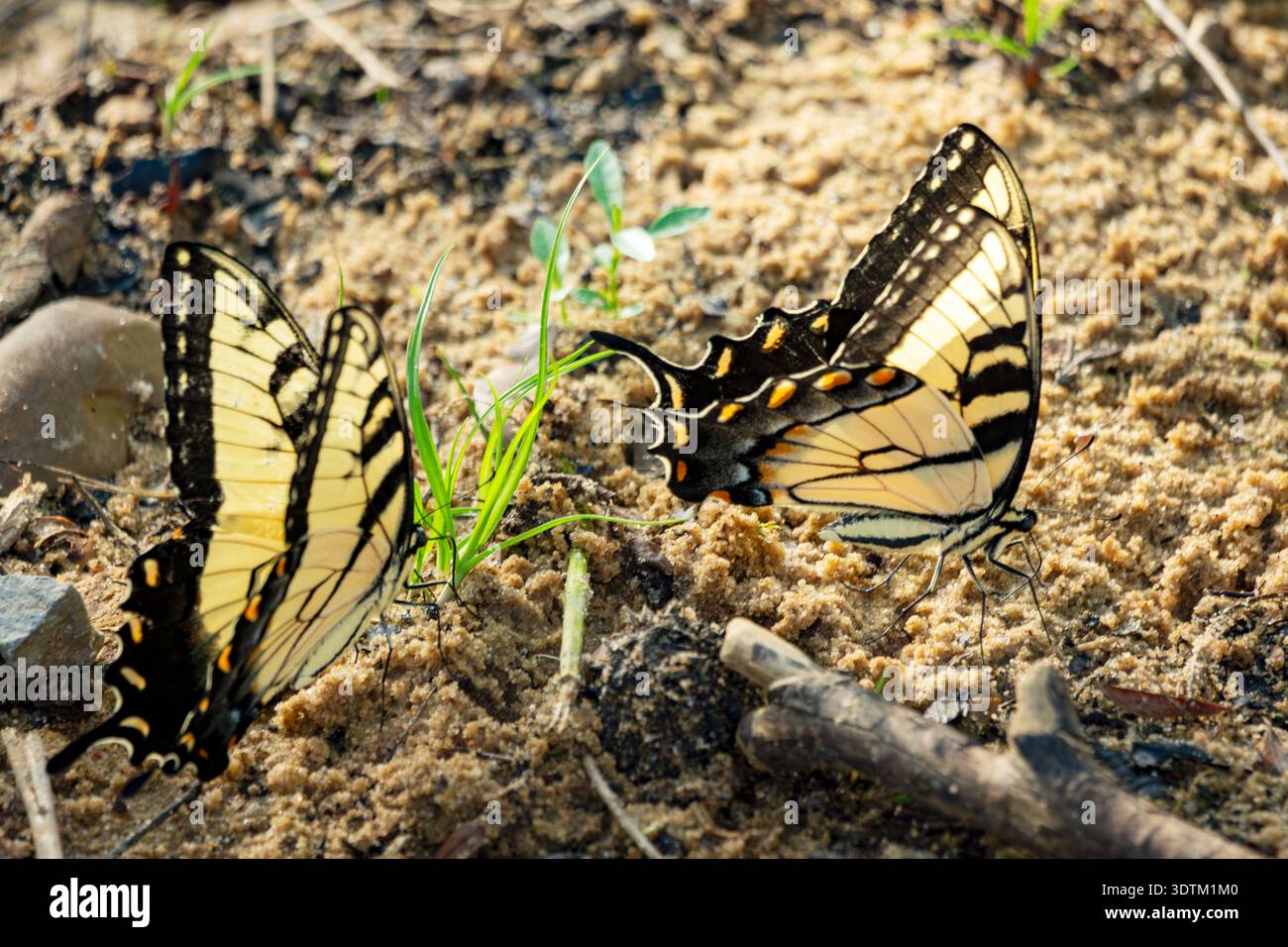 Due farfalle di coda di rondine della tigre orientale (Papilio glaucus) che pompano sulla sabbia umida nel Kentucky occidentale durante un giorno di luglio soleggiato. Foto Stock