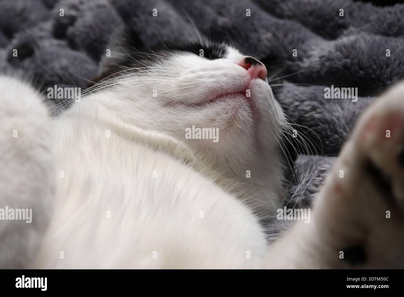 Primo piano di un viso e di un naso di gatto addormentato, con una morbida pelliccia e un'espressione rilassata su una coperta grigia Foto Stock