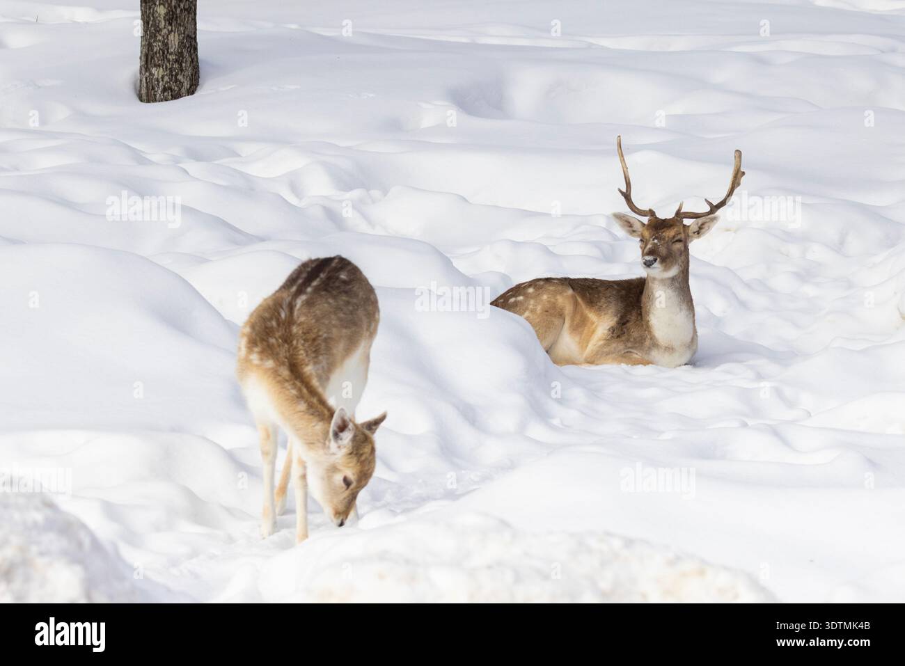 Daino europeo (Dama dama) in inverno Foto Stock