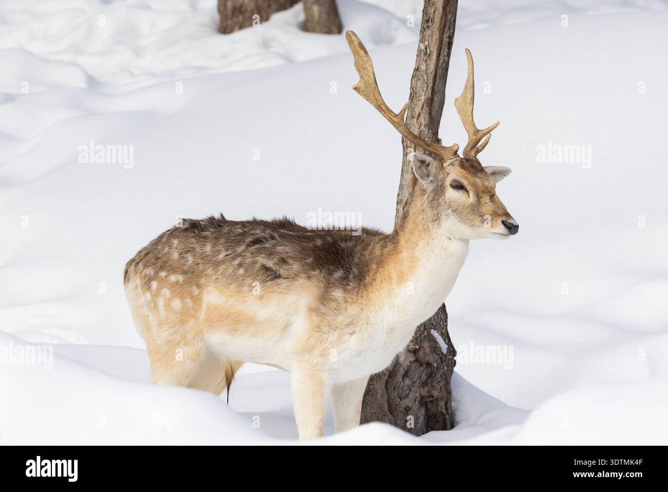 Daino europeo (Dama dama) in inverno Foto Stock