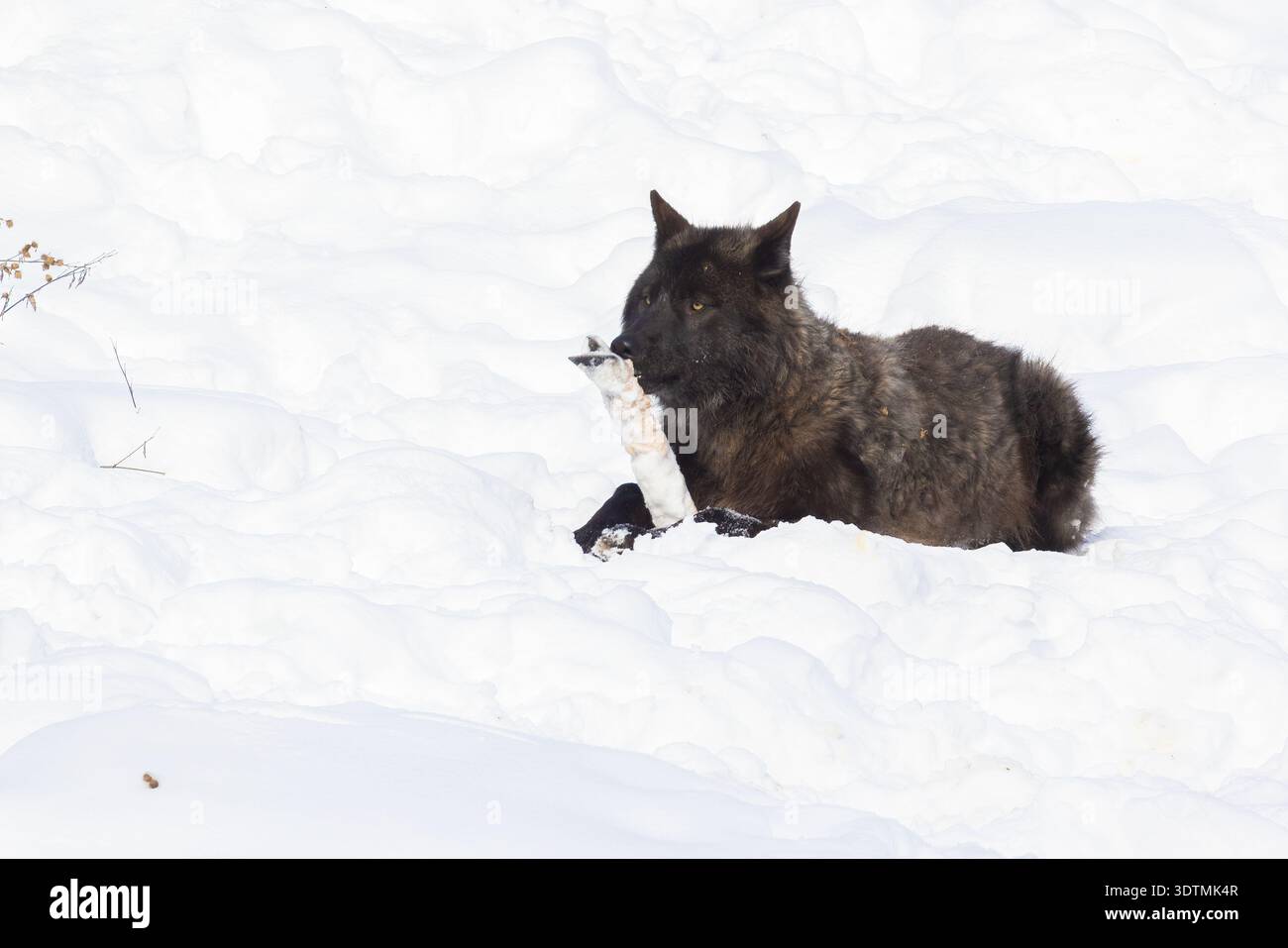 Lupo nordoccidentale con preda (Canis lupus occidentalis) Foto Stock