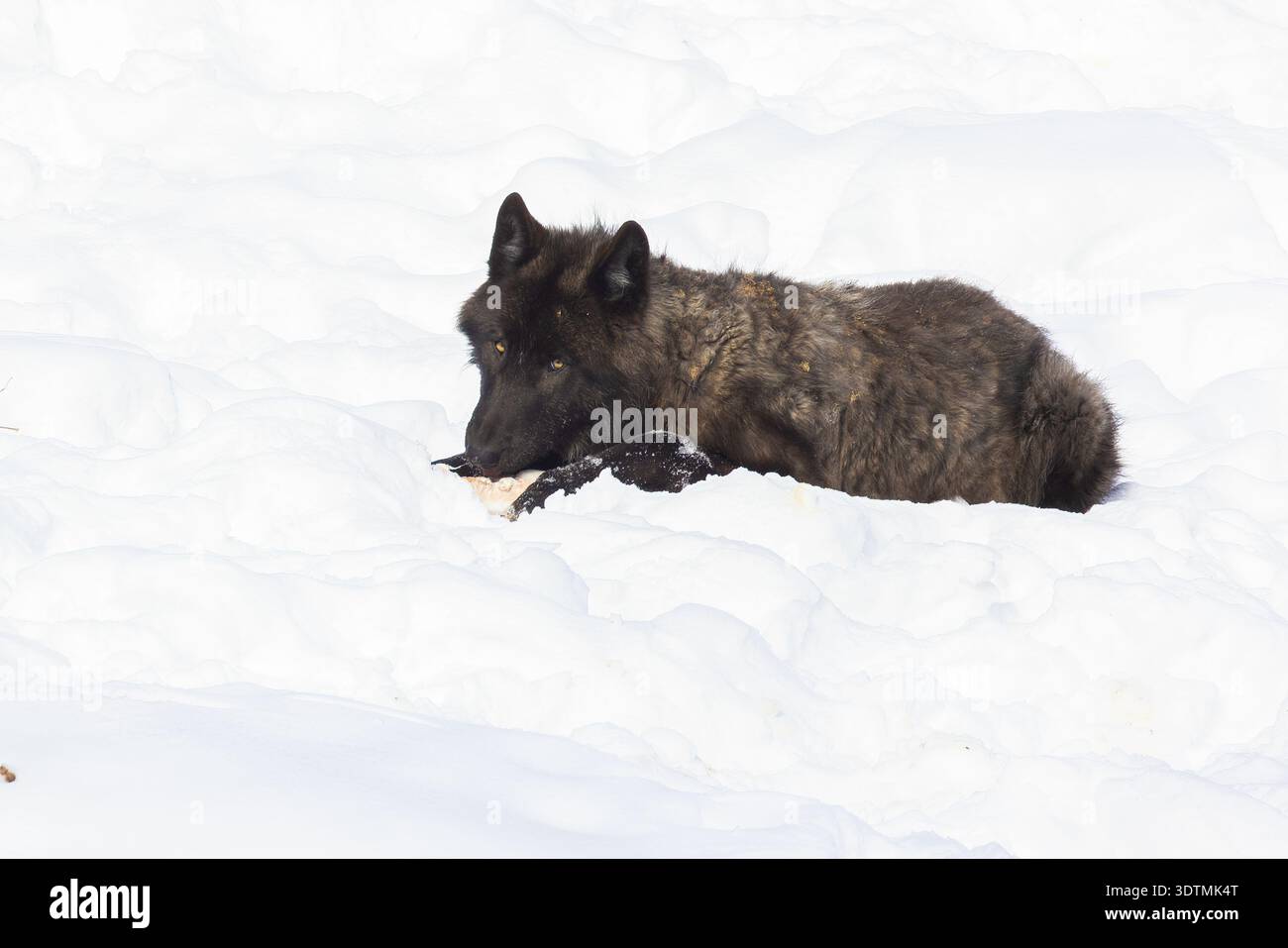 Lupo nordoccidentale con preda (Canis lupus occidentalis) Foto Stock