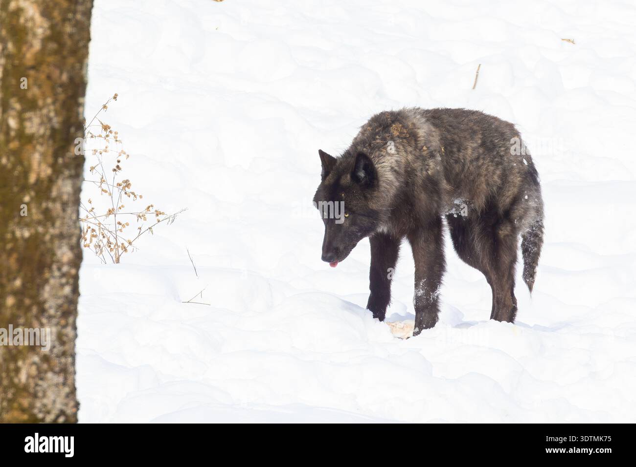 Lupo nordoccidentale con preda (Canis lupus occidentalis) Foto Stock