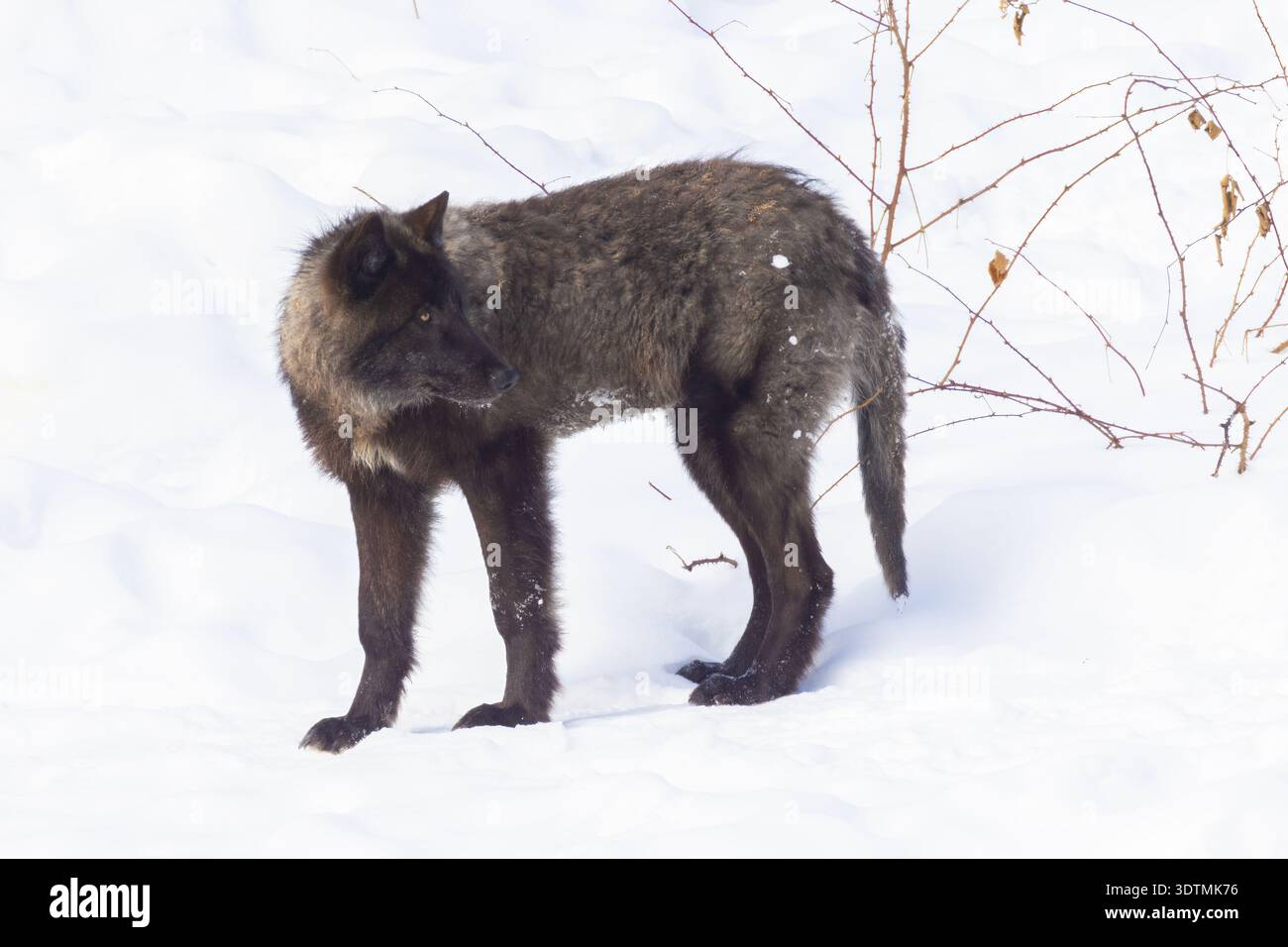 Lupo nordoccidentale (Canis lupus occidentalis) in inverno Foto Stock