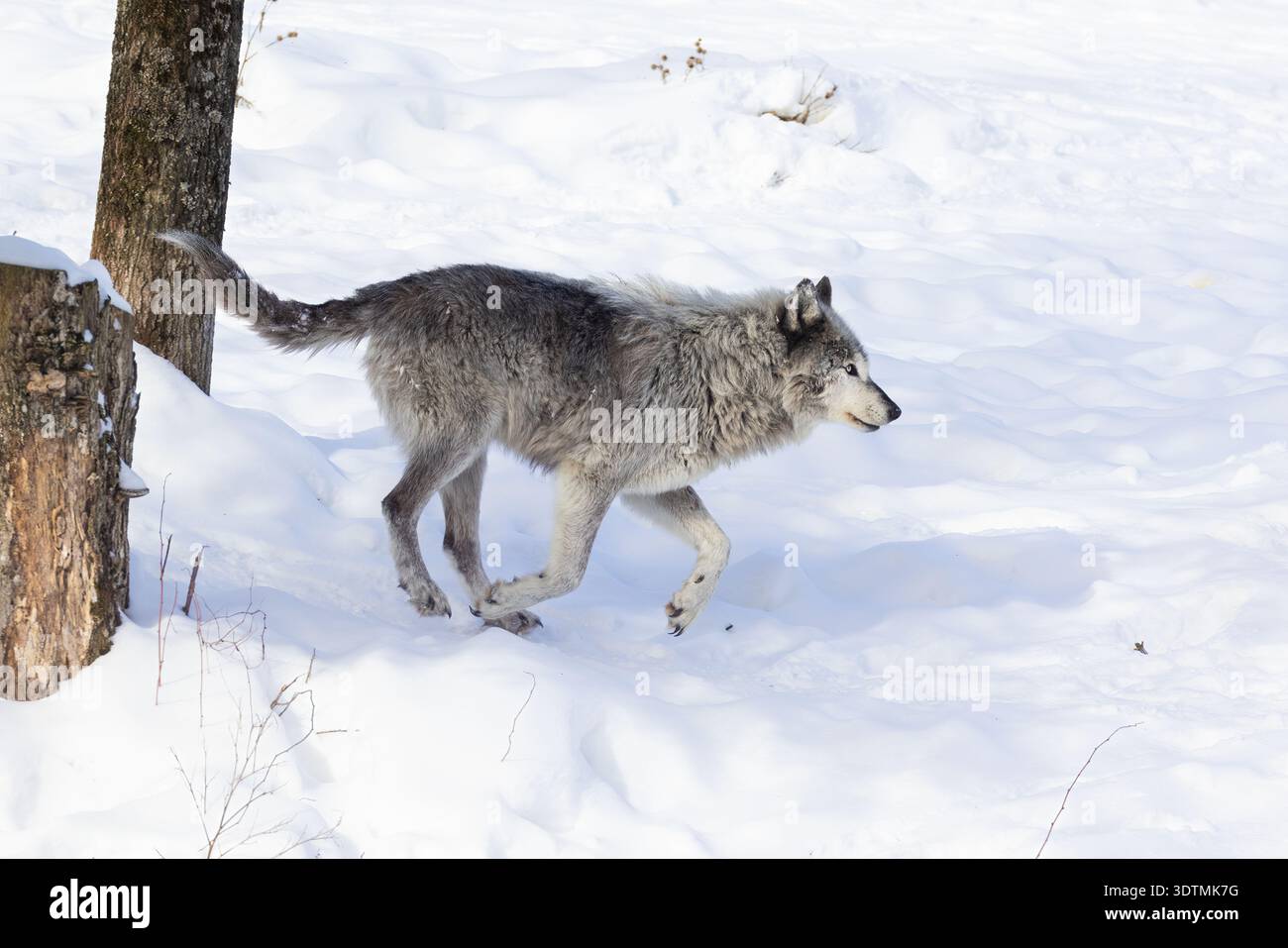Lupo nordoccidentale (Canis lupus occidentalis) in inverno Foto Stock