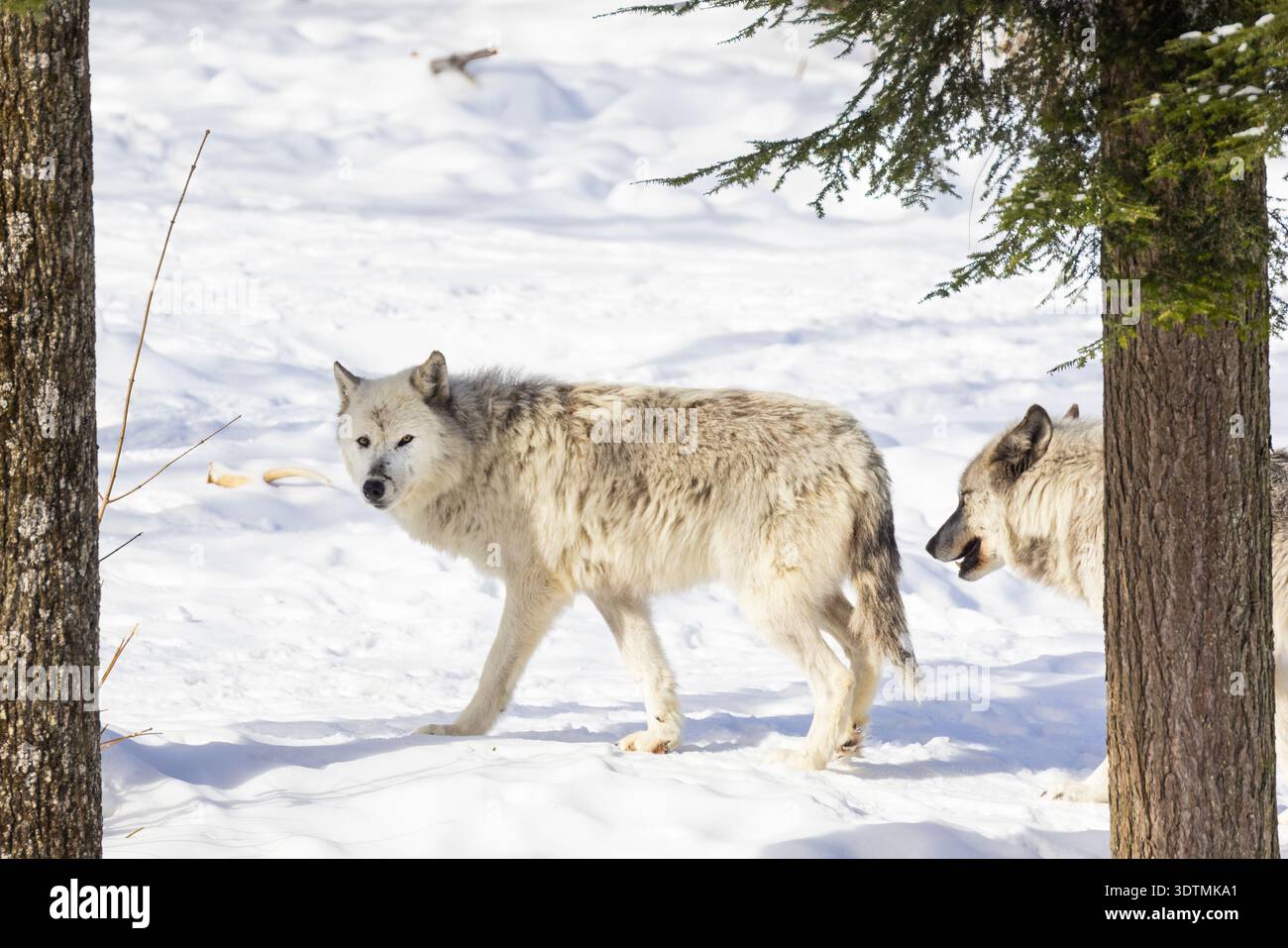 Lupo nordoccidentale (Canis lupus occidentalis) in inverno Foto Stock
